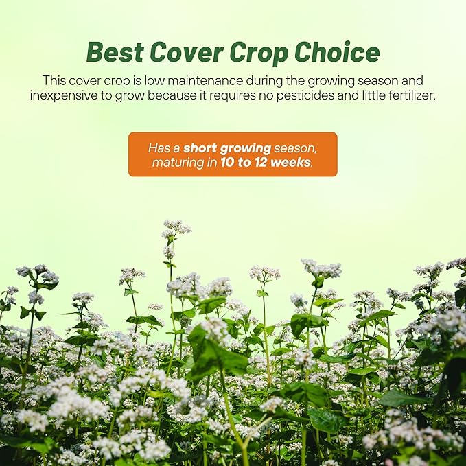 Outsidepride Buckwheat Seeds - 40lbs Annual Fast-Growing Easy to Grow Buckwheat Cover Crop Seeds for Green Manure Bee Pasture &amp Pollinators Wildlife Habitat Soil Improvement and Erosion Cont