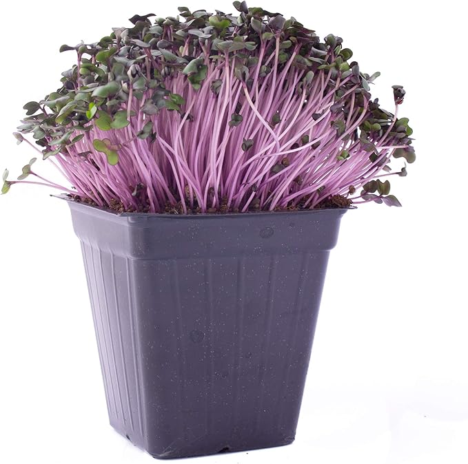 Red Cabbage Microgreens Seeds - 1 Lb ~108800 Seeds - High Germination Premium Non-GMO Seed for Growing Red Cabbage Micro Greens