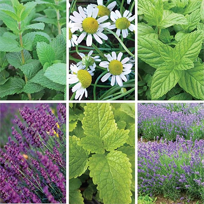 Ferry-Morse Herb Plants - High Germination Rate GMO Free Indoor Tea Herb Kit - 6 Pack