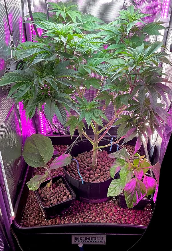 Hydroponic Flood Table Grow System (Ebb and. Flow) Perfect for 2 x 2 Tents