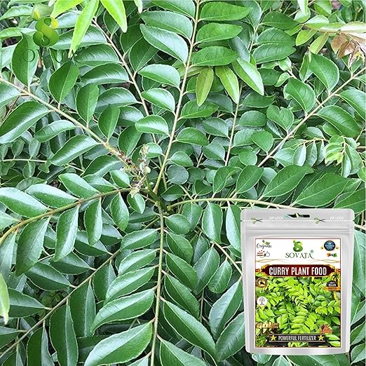 Sovata® Curry Plant Food Powerful Organic Fertilizer for Overall Healthy Growth of Curry Plants. (900 gm)