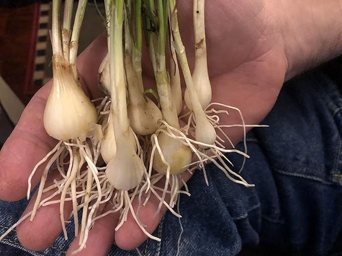 10 Starter Plants of Perennial Rakkyo Onion Allium chinense (Bare Root)