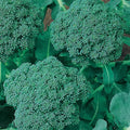 Organic Green Sprouting Calabrese Broccoli Seeds - 1/4 LB ~36000 Seeds - Non-GMO Open Pollinated Heirloom Vegetable Gardening - Micro Greens &amp Sprouting Seed
