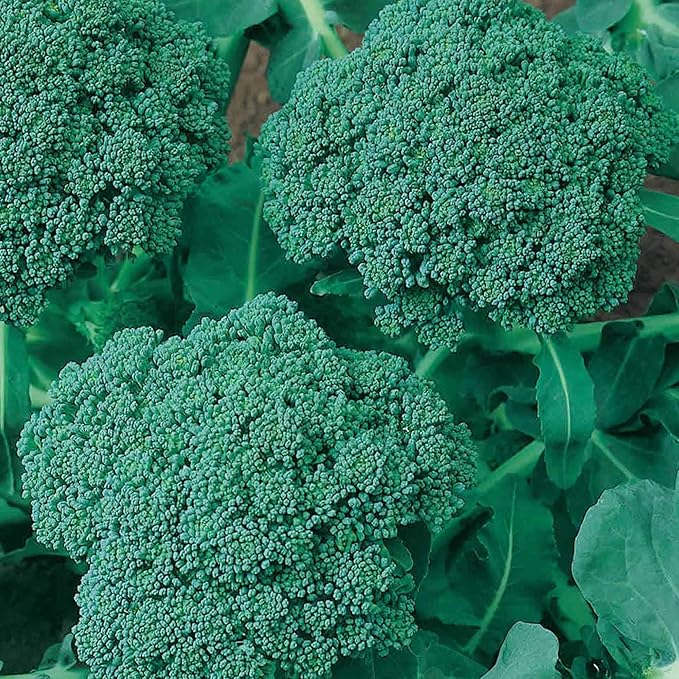 Organic Green Sprouting Calabrese Broccoli Seeds - 1/4 LB ~36000 Seeds - Non-GMO Open Pollinated Heirloom Vegetable Gardening - Micro Greens &amp Sprouting Seed