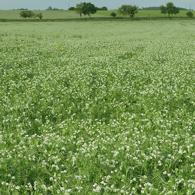 Arivka Pea Garden Seeds - 25 g Packet ~130 Seeds - Non-GMO Green Pea Seeds - Microgreens &amp Cover Crop - AKA: Arivka Field Pea
