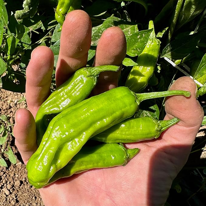 Plant Good Seed Organic Shishito Pepper Bulk Seeds for Planting: Heirloom Vegetable Flower and Herb Farm Grown - 0.5 Ounce