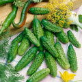Parisian Gherkin F1 Hybrid AAS Cucumber Seeds - 4 Oz ~3800 Seeds - Non-GMO F1 Hybrid - Vegetable Garden - Cucumis sativus