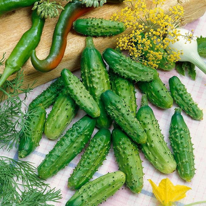 Parisian Gherkin F1 Hybrid AAS Cucumber Seeds - 1 Lb ~15200 Seeds - Non-GMO F1 Hybrid - Vegetable Garden - Cucumis sativus