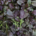Cabbage Seeds - Pak Choi - Purple Gem - Hybrid - 1 Lb ~64000 Seeds - Non-GMO F1 Hybrid - Asian Garden Vegetable