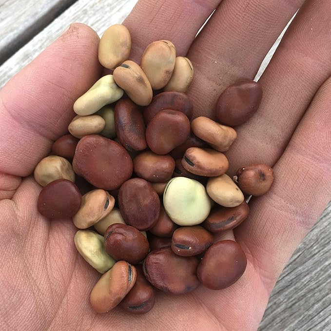 Plant Good Seed Organic Finnish Fava Bean Bulk Seeds for Planting: Heirloom Broad Bean Brown Medium Sized Beans - 50 Seed Packet (1.6 Ounces)