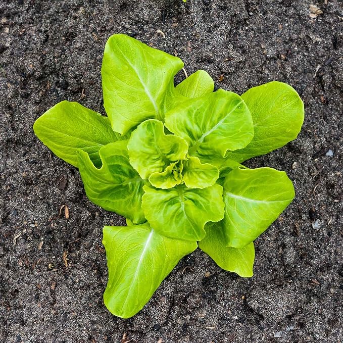 Lettuce Garden Seeds - Buttercrunch - 1 Lb ~400000 Seeds - Non-GMO Heirloom Vegetable Gardening &amp Microgreens Seed AKA Butterhead