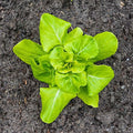 Lettuce Garden Seeds - Buttercrunch - 1 Lb ~400000 Seeds - Non-GMO Heirloom Vegetable Gardening &amp Microgreens Seed AKA Butterhead