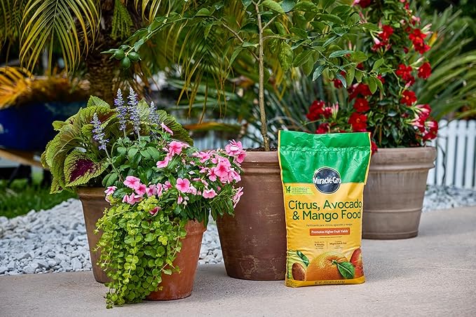 Miracle-Gro Citrus Avocado &amp Mango Food 20 lb.