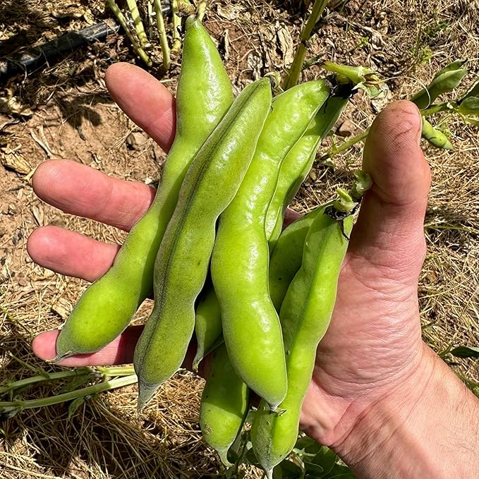 Plant Good Seed Organic Broad Windsor Fava Bean Bulk Seeds for Planting: Heirloom Vegetable Large Green Pods - 300 Seed Packet (1 Pound)