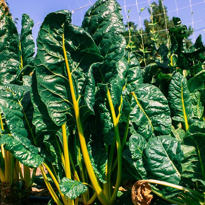 Mountain Valley Seed Company Vegetable Garden Can 50000+ Seeds 16 Varieties for Long Term Storage Emergency Supply Survival Include Tomato Pepper Squash Cucumber Lettuce Carrot &amp More