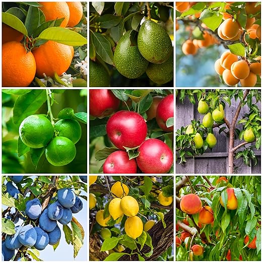 Fertilizer Spikes for Citrus &amp Fruit Trees &amp Shrubs (12 Spikes - 3.0 Lbs)