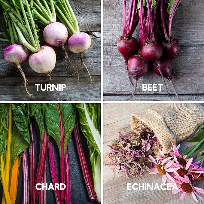 Fall Garden Heirloom Vegetable Seed - ~3800+ Seeds 7 Varieties of Seeds to Sow in Fall Months – Turnip Beet Chard Echinacea Spinach Brussel Sprouts and Kale Heirloom Seed for Planting