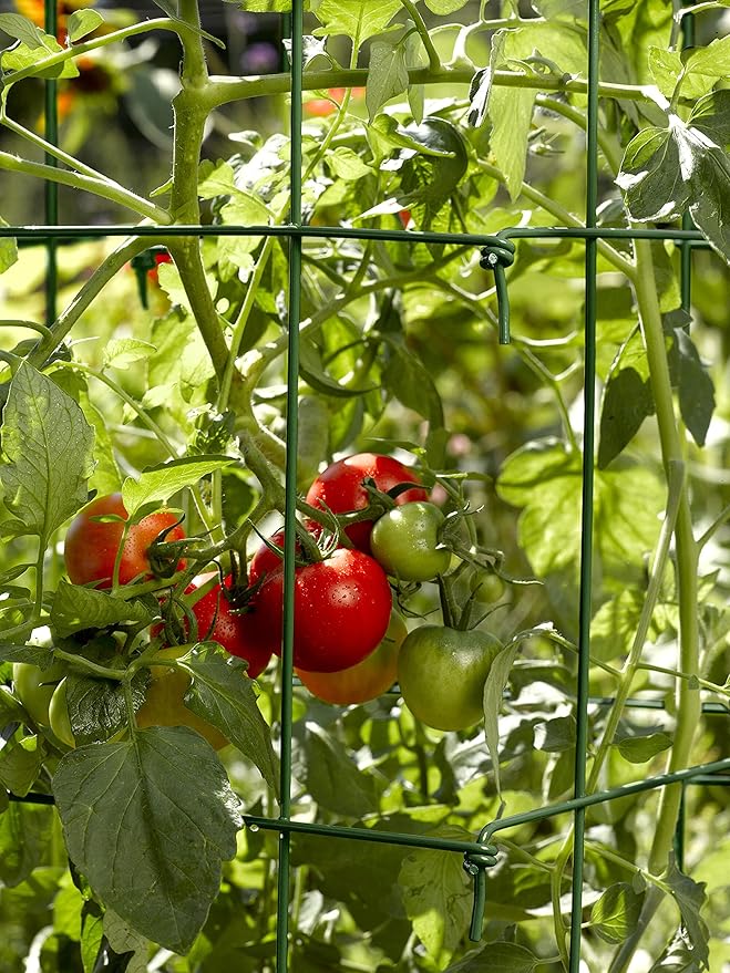 Gardener’s Supply Company Lifetime Tomato Cages | Heavy Gauge Sturdy Garden Plant Supports for Vegetables and Other Climbing Plants | No Assembly Needed - Green (Set of 4)