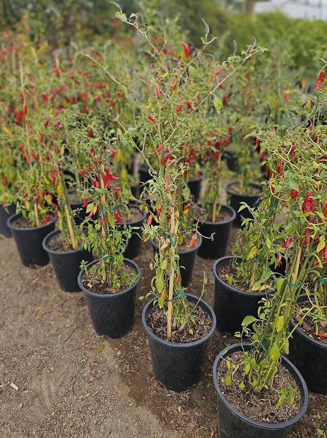 Black Cobra Pepper Live Plant Also Know as The African Chile de Arbol peper Plant Free GBFertilizer kit pakage per (Black Cobra Pepper 5 Gallon)