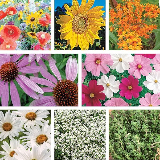 Ferry-Morse Wildflower Seed Bundle - Attracts Pollinators Non-GMO - 8 Pack