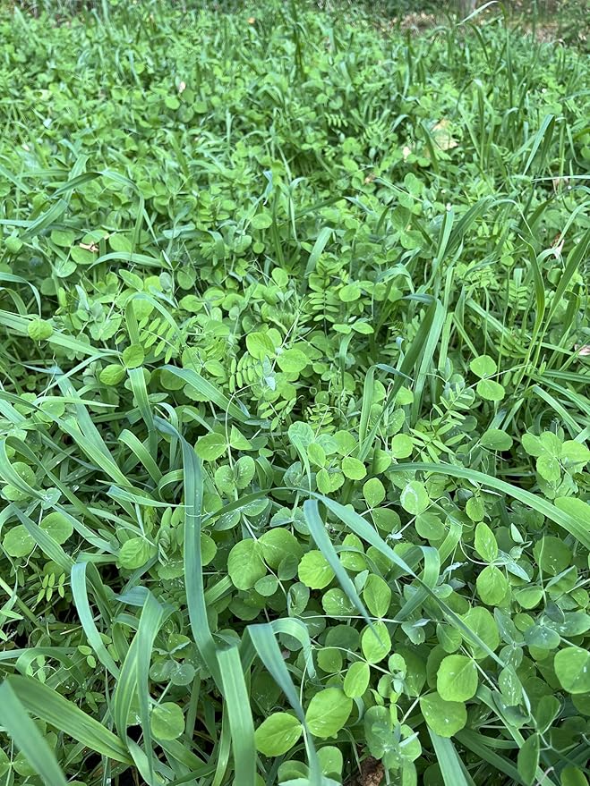 Peas Oats Vetch Garden Cover Crop Mix Seeds for Planting - 2.5 lb Jug - Improves Soil Health Weed Suppression Nitrogen Fixation Increases Biomass