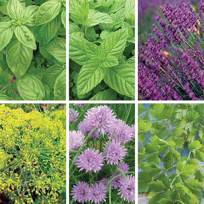 Ferry-Morse Herb Plants - Organic Kitchen Herb Variety Pack - 6 Pack - GMO Free