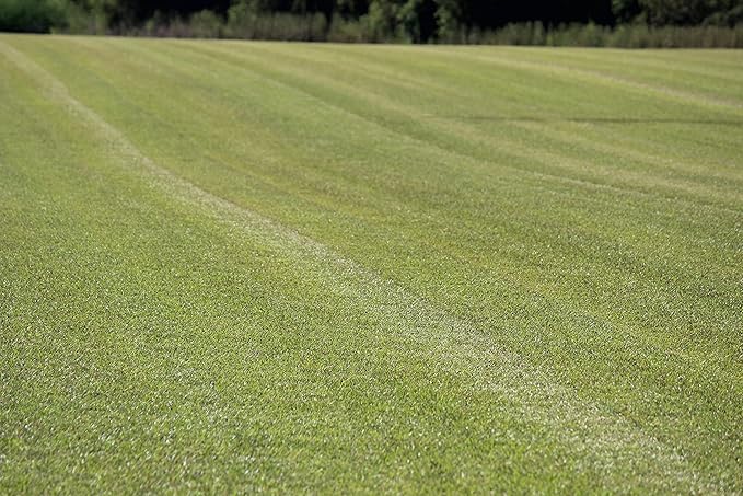 Centipede Grass Seed for a Dense Green Lawn NO Mulch 1 lb Coated Seeds Sun and Moderate Shade Tolerant Lawn Seeding and Turf Patch Repair Southern Southeast US Low Fertilizer Low Maintenance