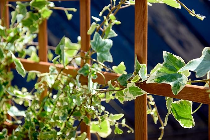 raised bed three-level Peru wooden with climbing trellis: planter box cold frame construction kit for vegetables brown 110x88x115 cm 58185FSC