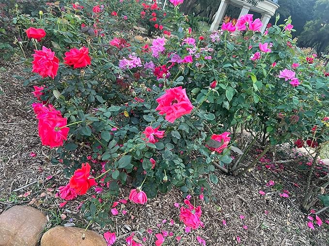 Introducing Soil Vigor® Granular: Revolutionizing Plant Hydration and Growth - 2 Pounds (Large Granules / 5-10 mesh)
