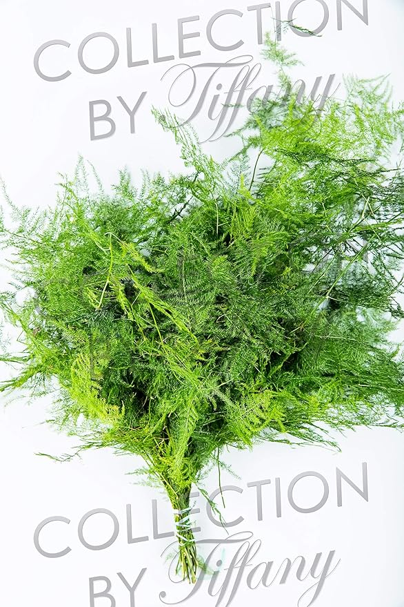 Fresh Plumosa Funeral Long Lasting Decoration for Wedding Event Everyday Occasion Gift.
