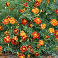 Plant Good Seed Organic Tashkent Marigold Flower Bulk Seeds for Planting: Heirloom Vegetable Flower and Herb Farm Grown - 2500 Seed Packet (0.5 Ounce)