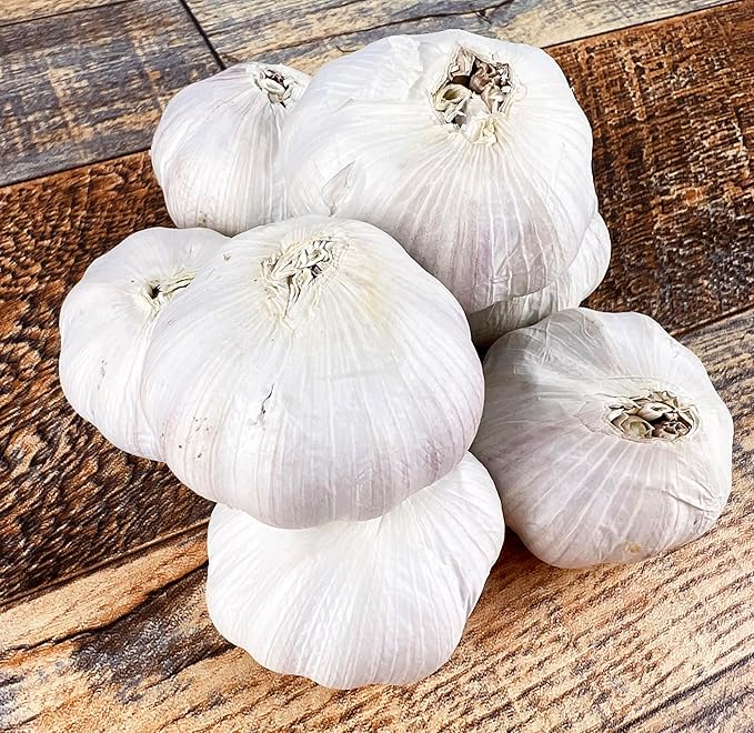 6 Pack Heirloom Hardneck Music Seed Garlic XL Large Bulbs for Planting New Crop
