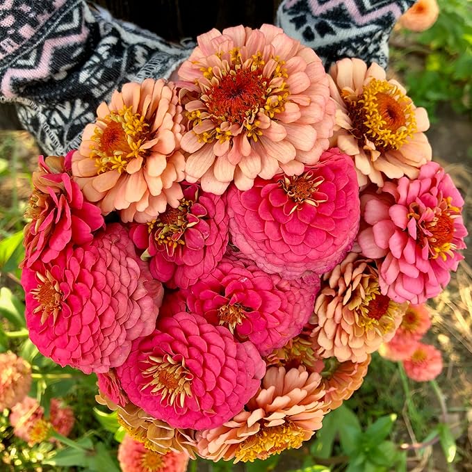 Plant Good Seed Organic Oklahoma Salmon Zinnia Bulk Seeds for Planting: Heirloom Vegetable Flower and Herb Farm Grown - 4000 Seed Packet (1 Ounce)