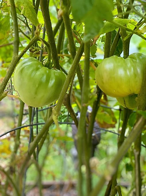 Tomato Fertilizer Organic OMRI Certified Safe Will Not Burn Indoor Outdoor Food for All Vegetables NPK 8-5-5