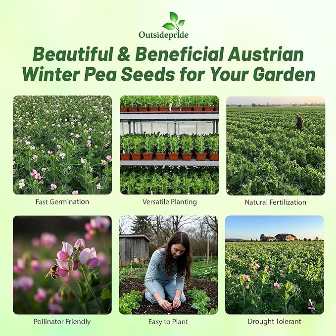 Outsidepride Austrian Winter Peas Seeds for Planting – 5 lbs Bag (Cool-Season Cover Crop High-Protein Deer Food Plot Seed) Field Peas Cover Crop Seeds Spring Mix for Soil Health &amp Forage