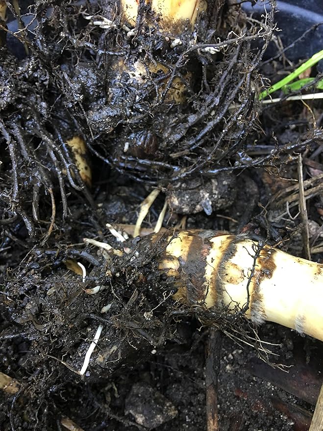 Perennial Sugarcane Root Stock Organic 4 Germinated Healthy Tropical Plants Green/Yellow