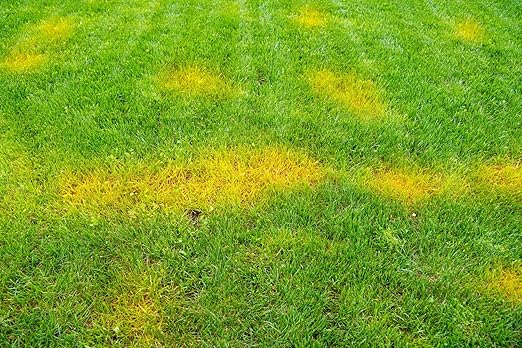 Liquid Lawn Fertilizer for Yellow &amp Heat-Stressed Grass – 5-3-4 Living Soil Lawn Food with Humic &amp Kelp – Lawn Recovery &amp Root Growth Fertilizer – Nature’s Way Soil – 1 Gallon