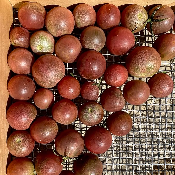 Plant Good Seed Organic Tomato Seed Collection - 7 Packets Black Prince Black Cherry Brandywine Czech Bush Sweet Red Datterino Tomato Siskiyou Orange Sweet Yellow Datterino - Seeds for Planting