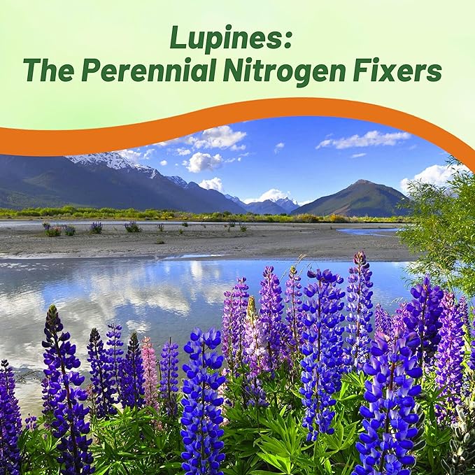 Outsidepride Wild Blue Perennial Lupine Seeds - 1 Lb. Self-Sowing Cold Hardy &amp Frost Tolerant Wildflower Seeds for Fall Planting Ideal for Attracting Pollinators &amp Hummingbirds
