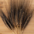 Plant Good Seed Organic Black Eagle Spring Wheat Bulk Seeds for Planting: Heirloom Vegetable Flower and Herb Farm Grown - 4000 Seed Packet (0.5 Pound)