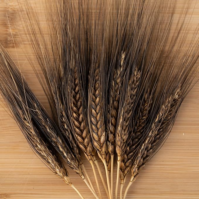 Plant Good Seed Organic Black Eagle Spring Wheat Bulk Seeds for Planting: Heirloom Vegetable Flower and Herb Farm Grown - 4000 Seed Packet (0.5 Pound)
