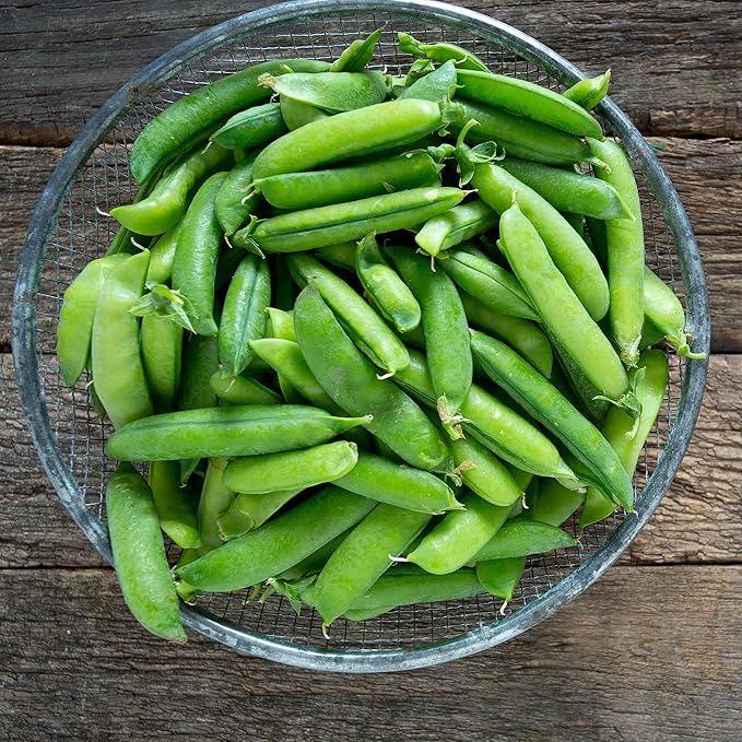 Snap Pea Seeds - Edible Pod - Cascadia - 5 Lb ~10000 Seeds - Pisum sativum - Farm &amp Garden Vegetable Seeds - Non-GMO Heirloom Open Pollinated Annual
