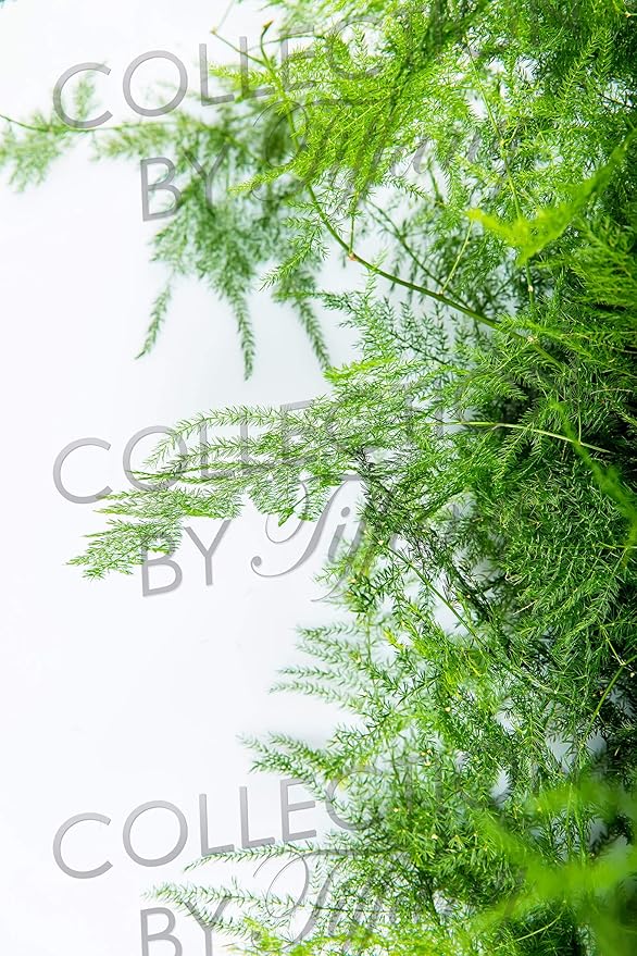 Fresh Plumosa Funeral Long Lasting Decoration for Wedding Event Everyday Occasion Gift.