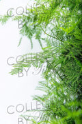 Fresh Plumosa Funeral Long Lasting Decoration for Wedding Event Everyday Occasion Gift.