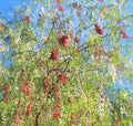 California Tree Pepper - Schinus molle Seeds - 60 seeds