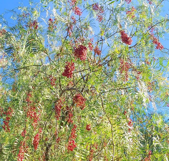 California Tree Pepper - Schinus molle Seeds - 60 seeds