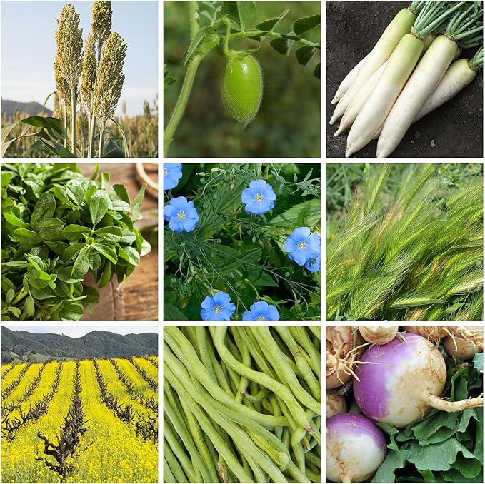 No-Till Forage Friendly Cover Crop Seed Mix – 5 lb Covers 1000 Sq. Ft. – 9 Winter-Kill Varieties for Spring Summer &amp Fall – Non-GMO Planting Seeds