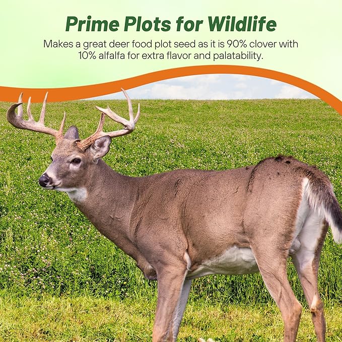 Outsidepride Perennial Clover King Seed Mix - 20 lbs Nitrocoated Inoculated Heat &amp Cold Tolerant Alfalfa-Enhanced Food Plot Seeds for Deer &amp Wildlife Ideal for Spring Summer &amp Winter