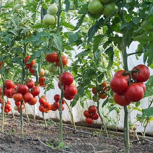 Big A Tomato Premium Organic Fertilizer with Kelp 13.5oz Indoor/Outdoor Plant Fertilizer
