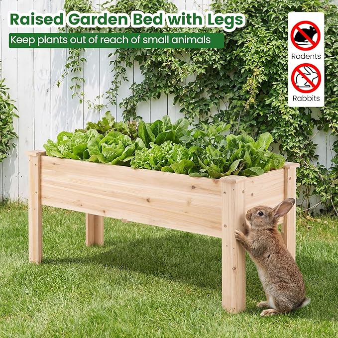S AFSTAR 2 Pieces Wooden Raised Garden Bed with Legs Heavy-Duty Elevated Planter Box with Drainage Holes Fir Wood Garden Box Outdoor for Vegetable Flower &amp Herb Easy-Assembly